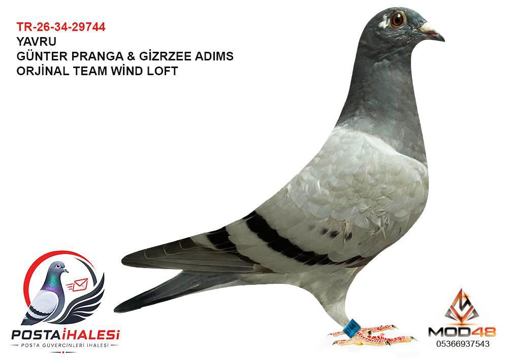 TR-26-34-29744 TEAM WİND LOFT GÜNTER PRANGA GİZRZEE ADIMS