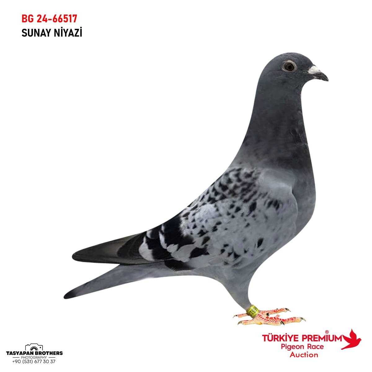 BG-24-66517 SUNAY NİYAZİ