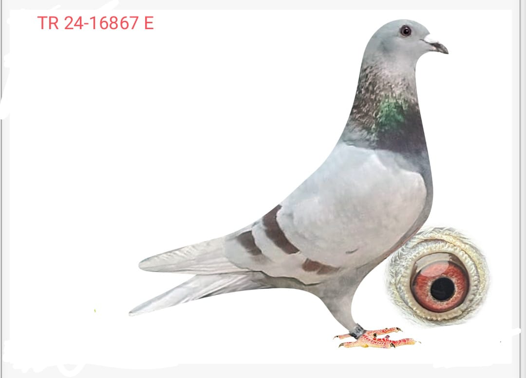 TR-24-35-16867  JANSEN 