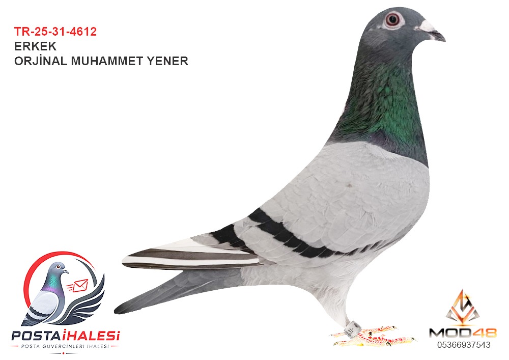 TR-25-31-4612 ROMARİO THOMAS 6