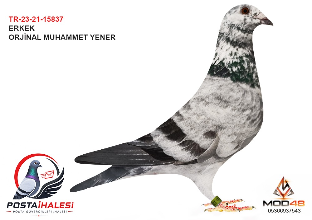 TR-23-21-15837 ...500 KM 29