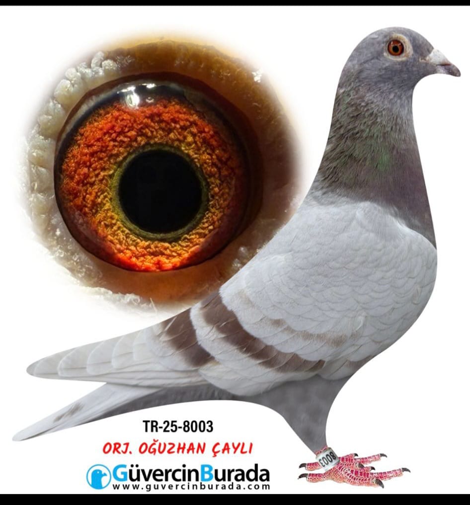 TR 25-09-8003 050-GİANT-JANSEN KENDİSİ 500 KM UÇMUŞTUR