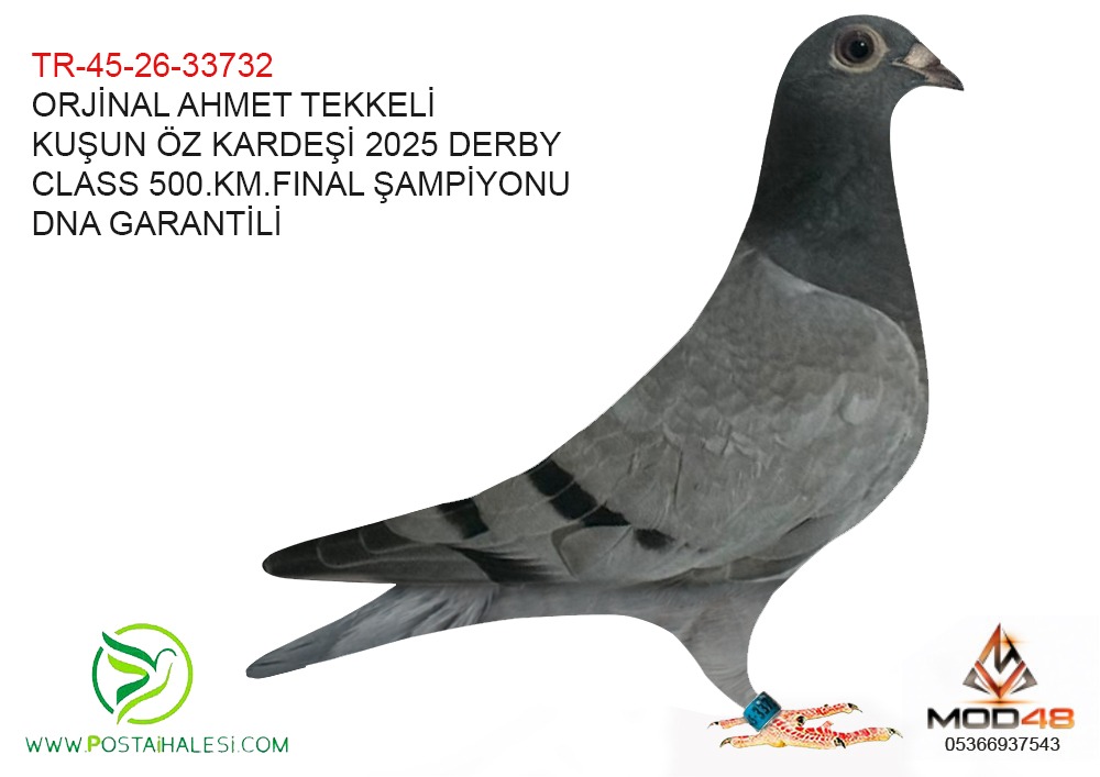 TR-45-26-33732 DERBY CLASS ŞAMPİYONUN ÖZ KARDEŞİ