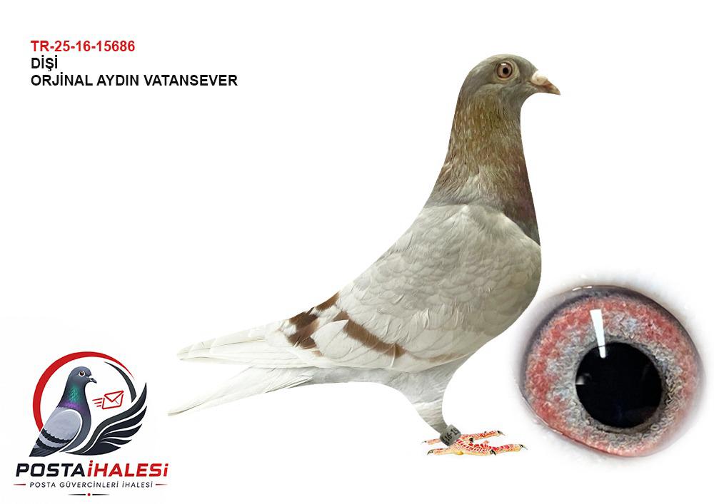 TR-25-16-15686 AYDIN VATANSEVER