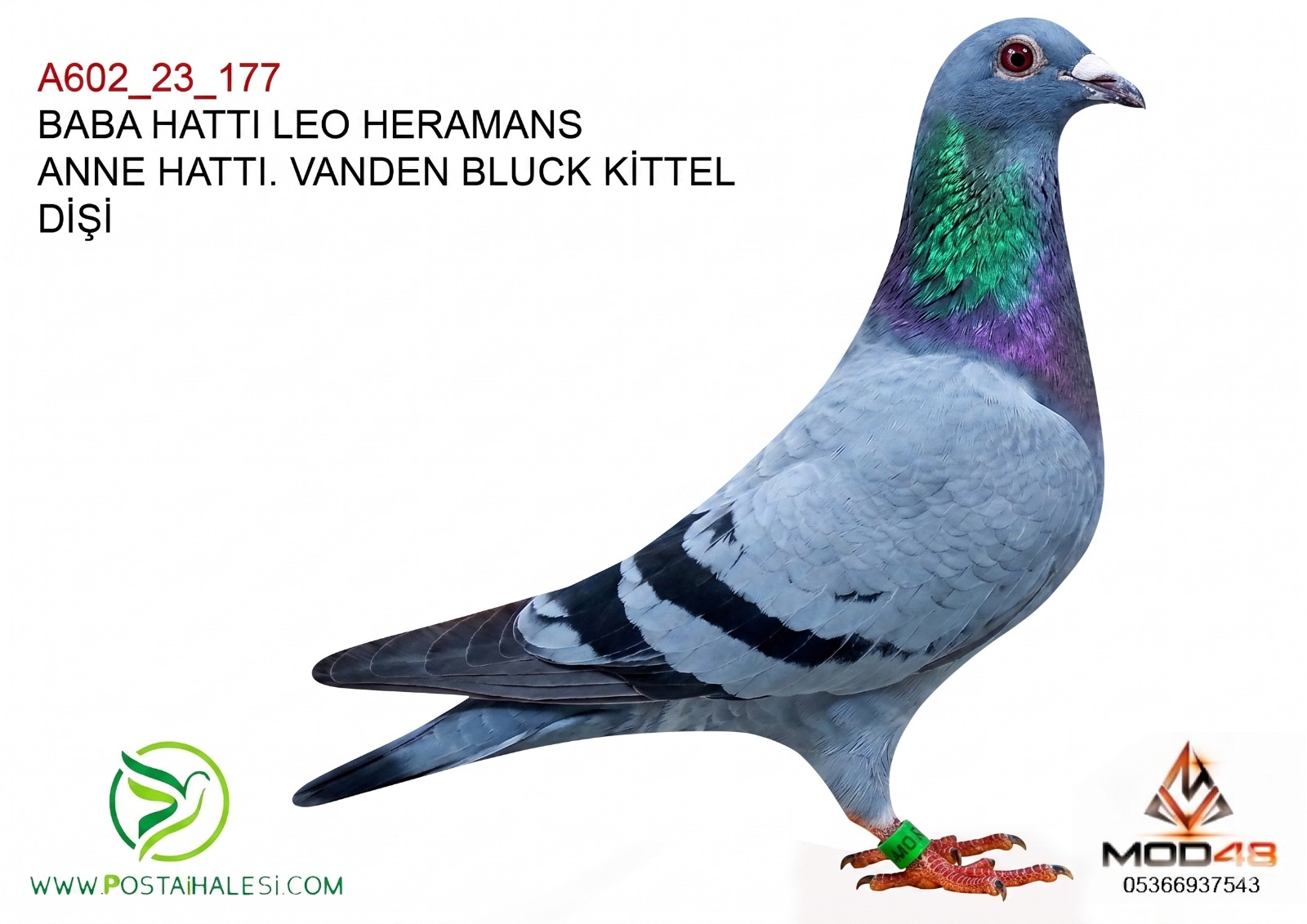 A602-23-177 KİTTEL HENDİRXS