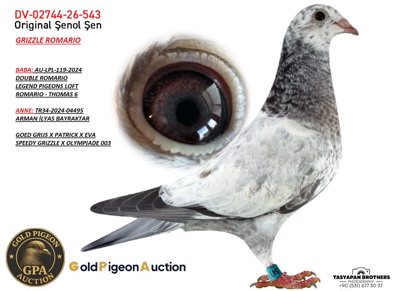 DV-02744-26-543 GOD GRİZZLE ROMARİO