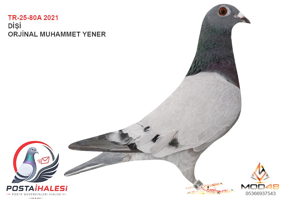 TR-25-80A-2021 MURAT OYNAR SELİM YAKUP RAMO