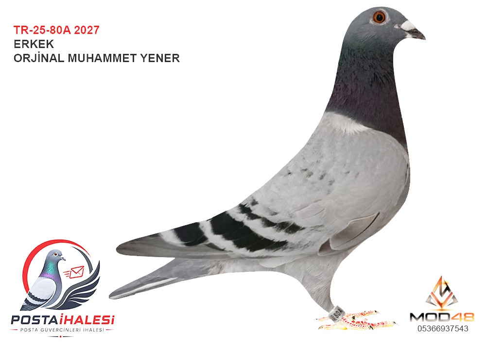 TR-25-80A-2027 MUHAMMET YENER