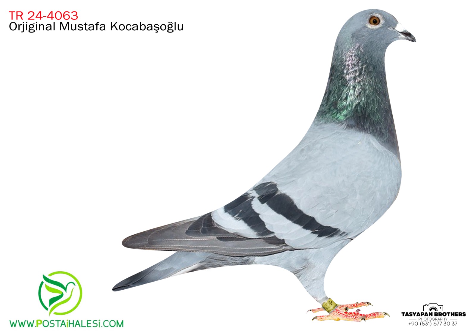 TR-25-09-4063 ROZENS&JANSEN&FİGO&PORŞHE