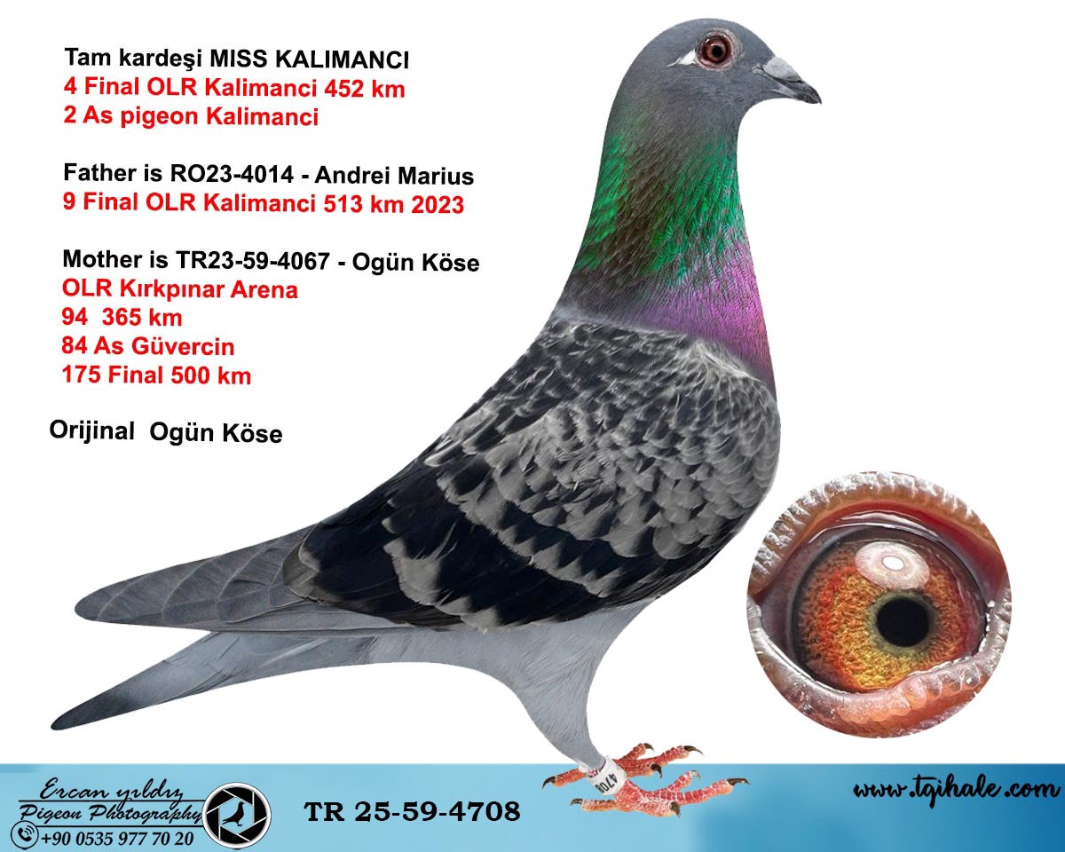 TR-25-59-4708 OGÜN KÖSE