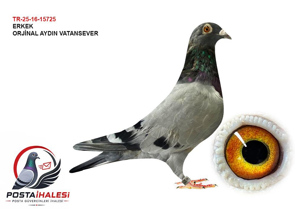 TR-25-16-15725 AYDIN VATANSEVER