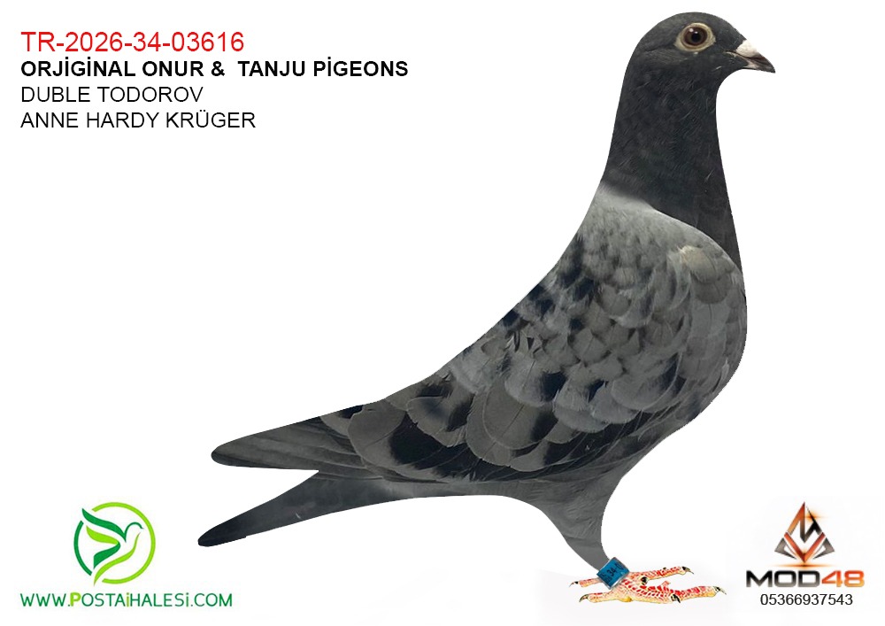 TR-26-34-03616-- DUBLE TODOROW- DUBLE HARDY KRÜGER