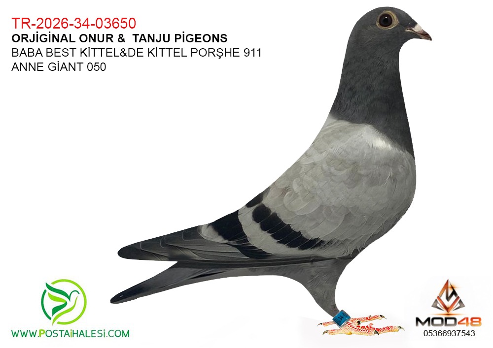 TR-26-34-03650- BEST KİTTEL DE KİTTEL DUBLE PORSCHE 911 GİANT 050