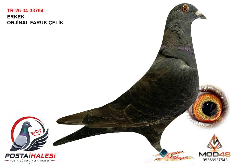 TR-26-34-33794 FARUK ÇELİK