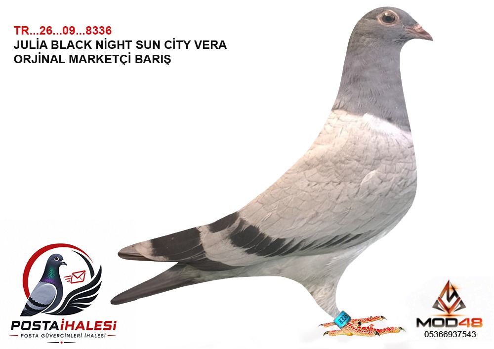 TR-26-09-8336- JULİA BLACK NIGT VERA SUN CITY