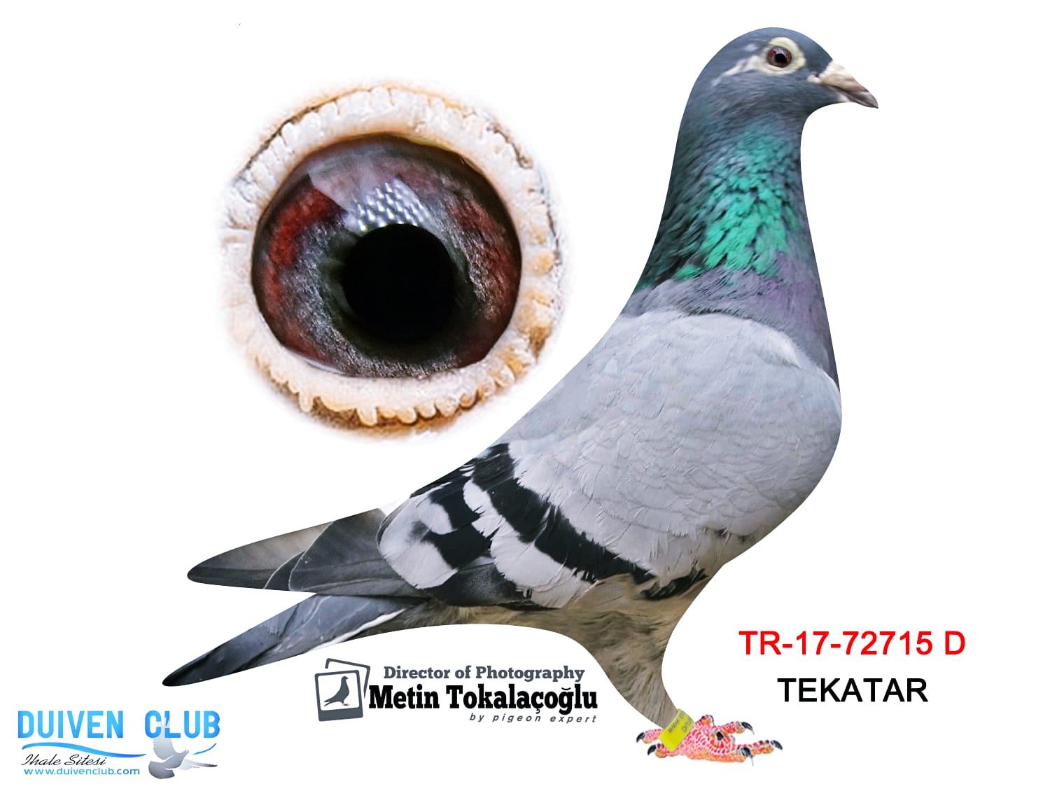 TR-17-72715 %100 GLADIATOR&BART GEERİNCKX