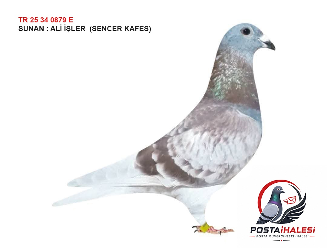 TR-34-25-0879....&100 RİCK WALTER