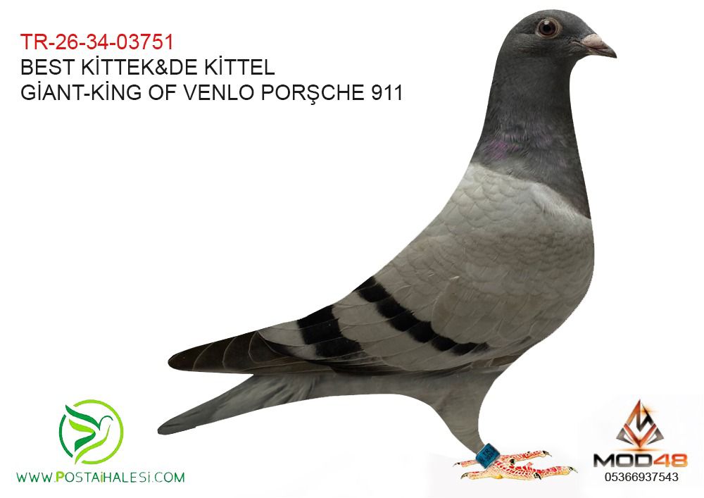 TR-26-34-03751 BEST KİTTEL&DE KİTTEL-GİANT KİNG OF VENLO PORŞCHE 911