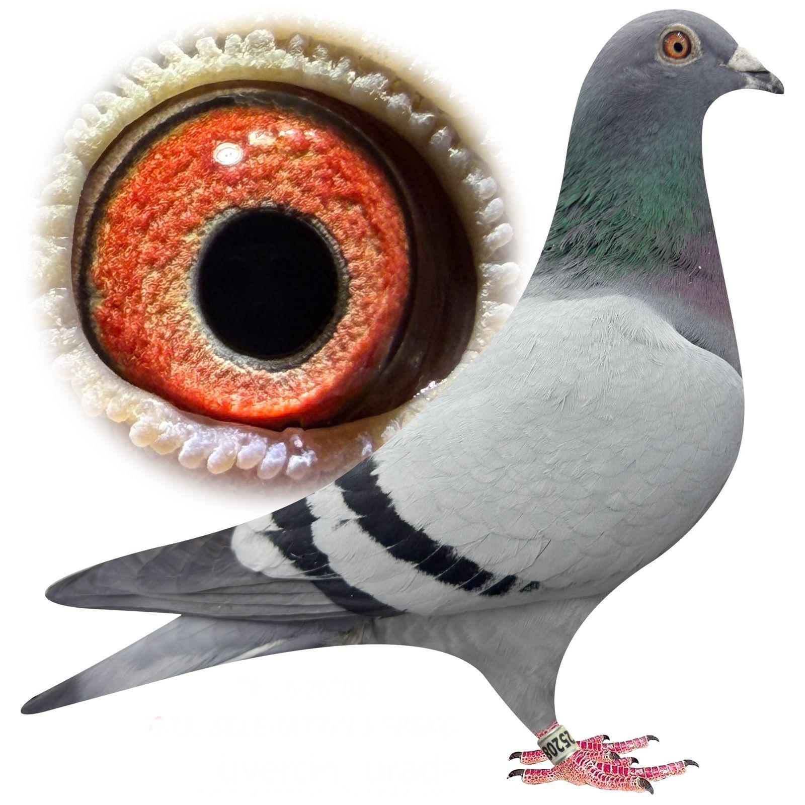 TR-25-34-25208 BRAVERD 1340&ROMARİO& HARRY