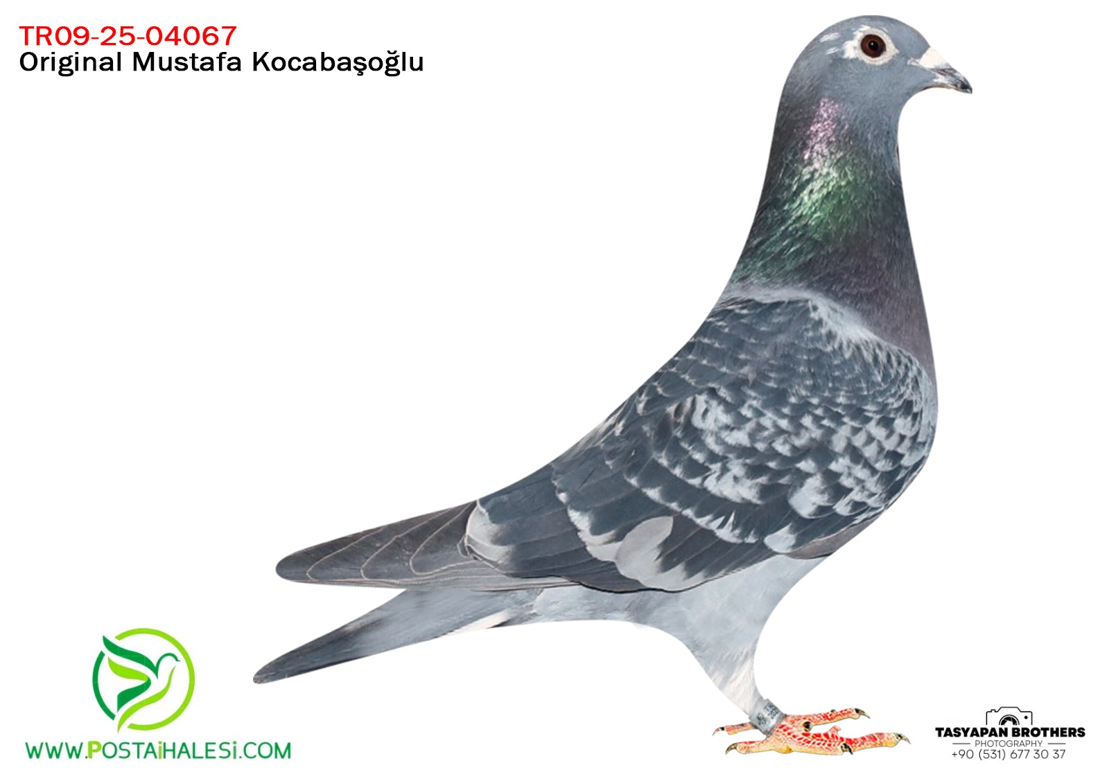 TR-25-09-4067 GOMEZ&TAŞKAN TENEKE&AUH KLAS