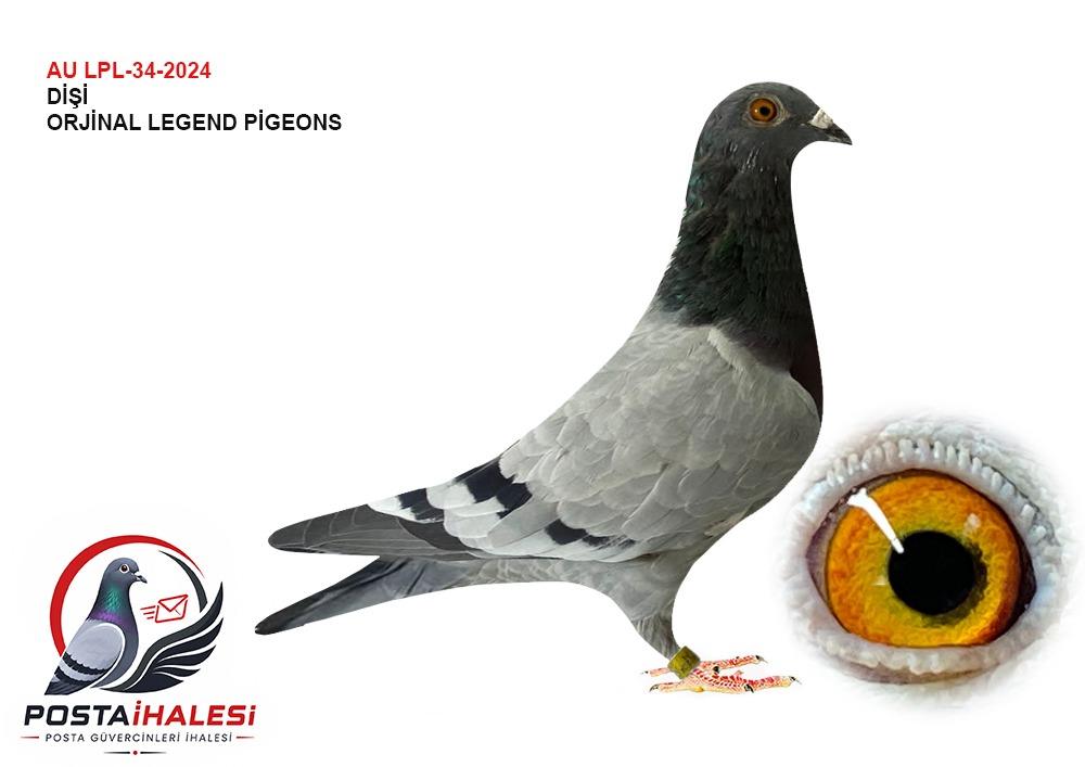 AU-LPL-34-2024 DUBLE WOLWORİNE