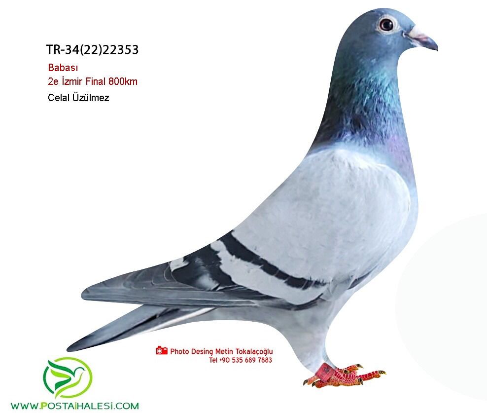 TR-34-22-22353 VAN DCYK-TOMAS ROBİNSKİ DEDESİ 800 KM 2