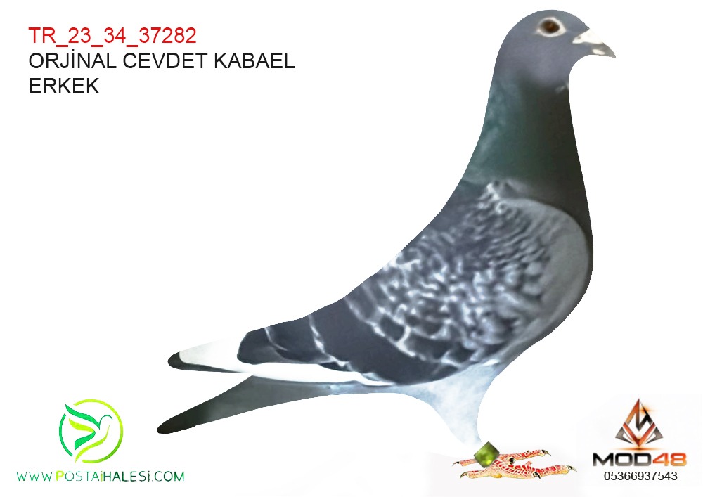 TR 23-34-37282 CEVDET KABAEL