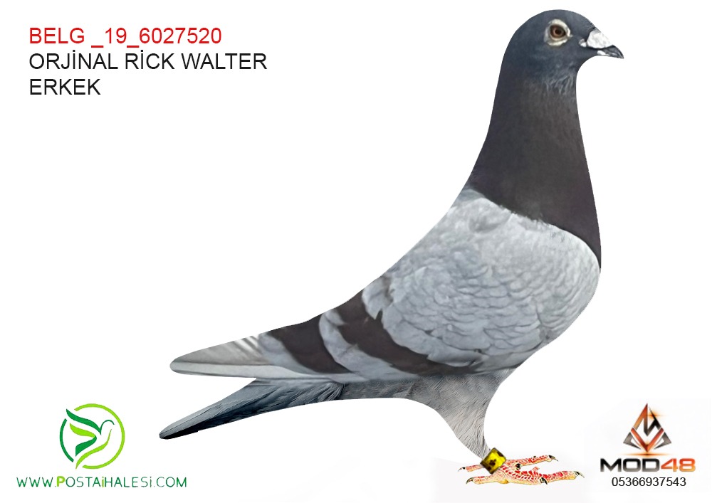  BELG_19--6027520 RİCK WALTER