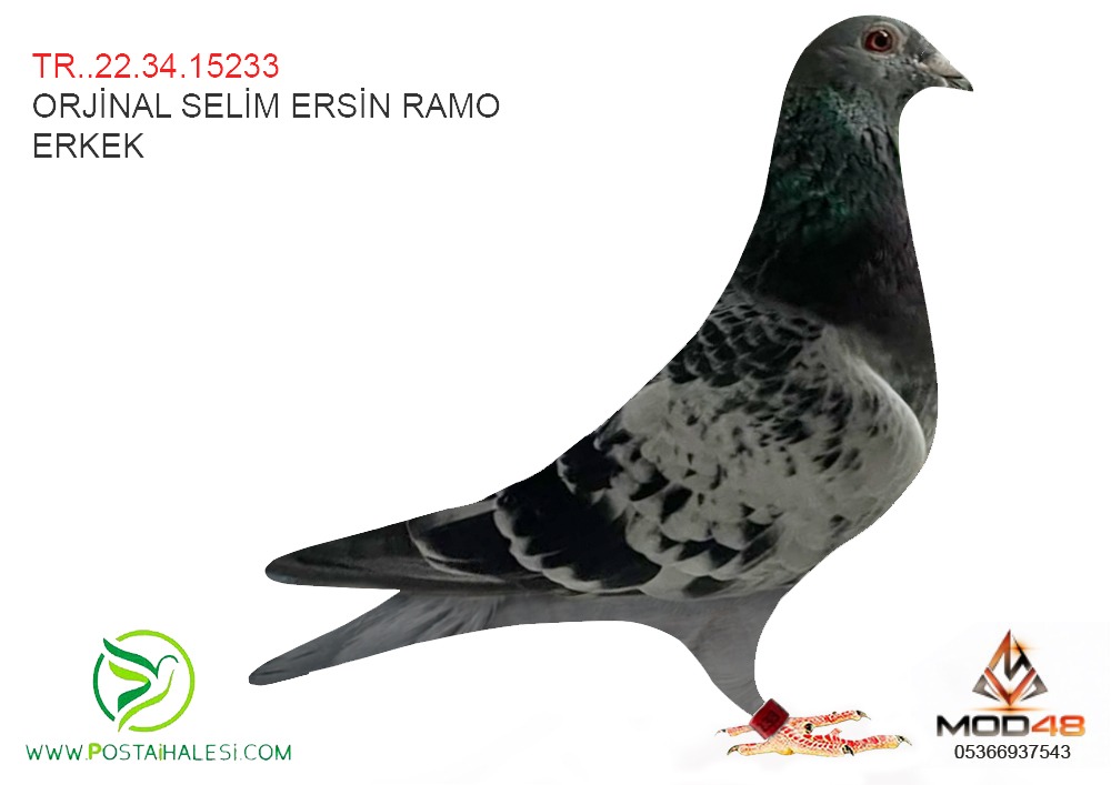 TR-22-34-15233 SELİM ERSİN RAMO