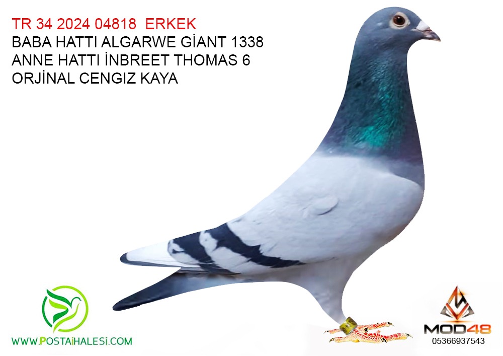TR-34-2024-04818 GİANT 1338&İNBİREND TOMAS 6