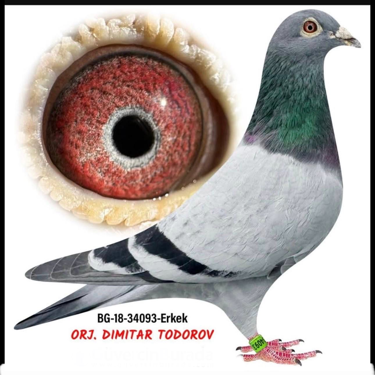 BG-18-34093 ORİJİNAL TODOROV BREZER