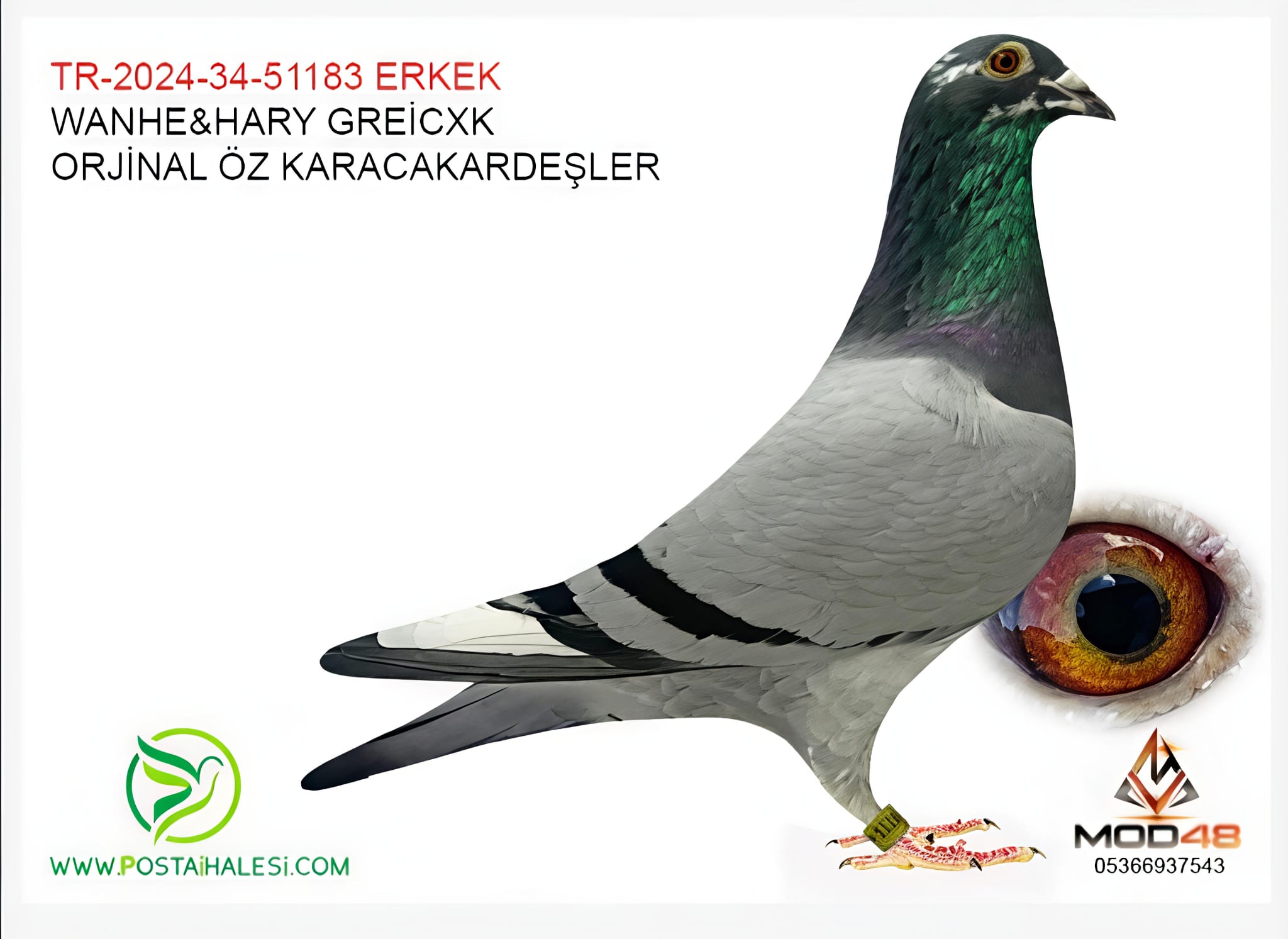 TR-2024-34-51183 WANHE HARYY GREİCXKS