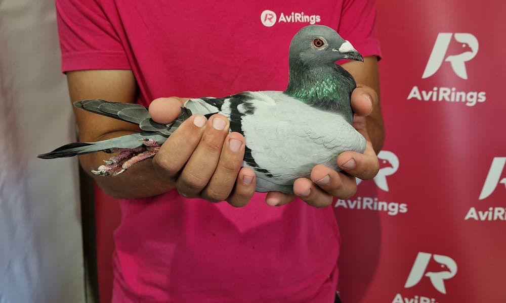 DV-08897-24-7104 ORG.SG  STEFF ALGARVE GİGANT&GERTZİLLEKENS KENDİSİ 520 KM 1264 KUŞ 164 CUSU  1331 UÇUM HIZ