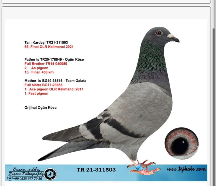 TR-21-311503 OGÜN KÖSE 050