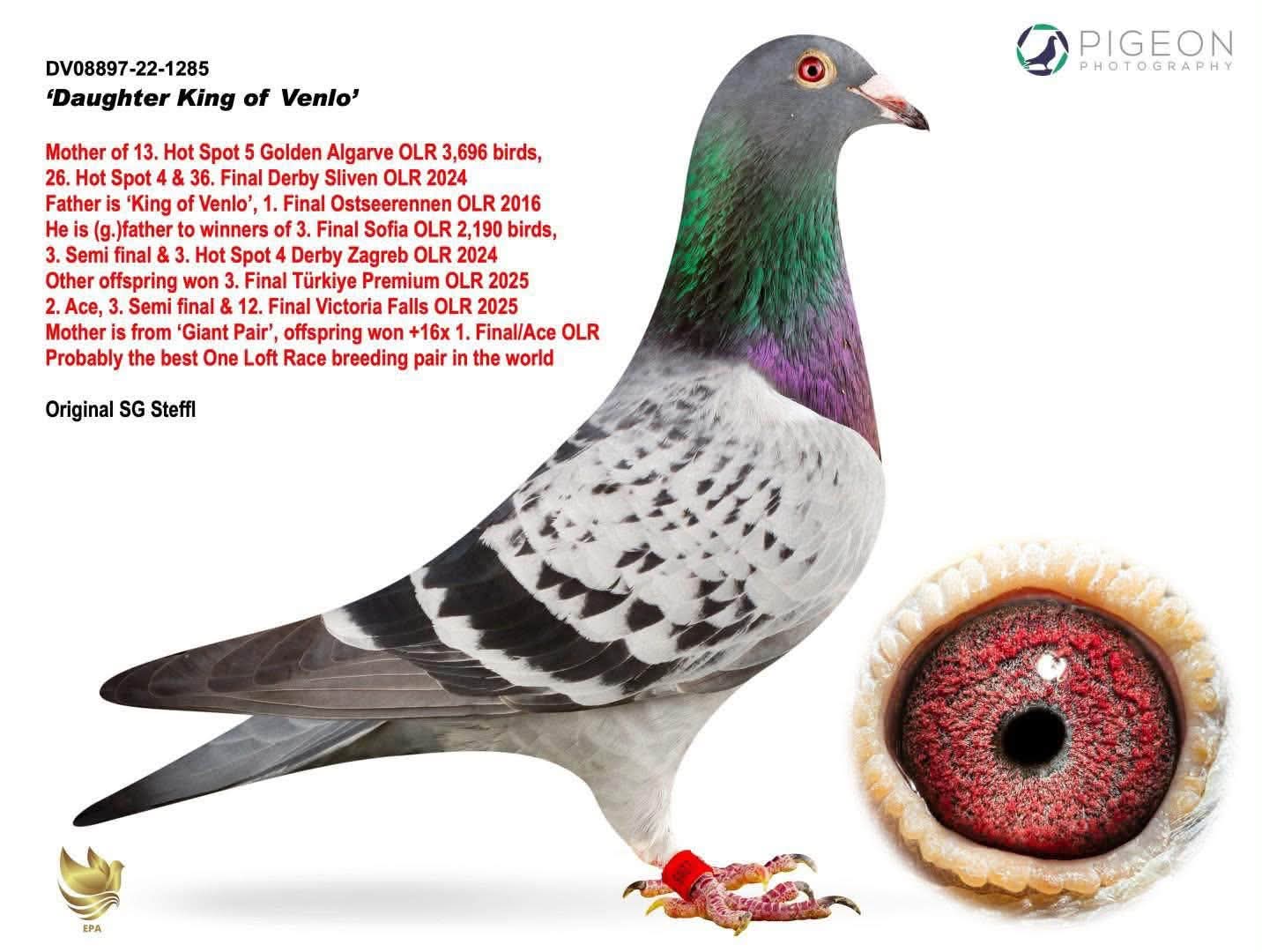  DV-08897-22-1285 SG STEFFL KİNG VENLONUN DİREK KIZI