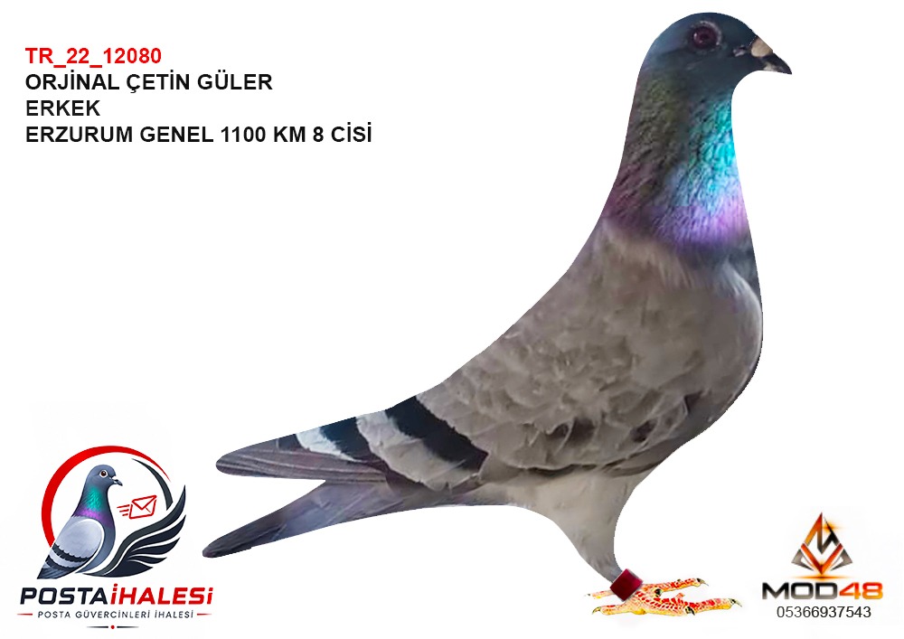 TR_22_12080 ERZURUM GENEL 1100 KM 8 CİSİ CETİN GÜLER