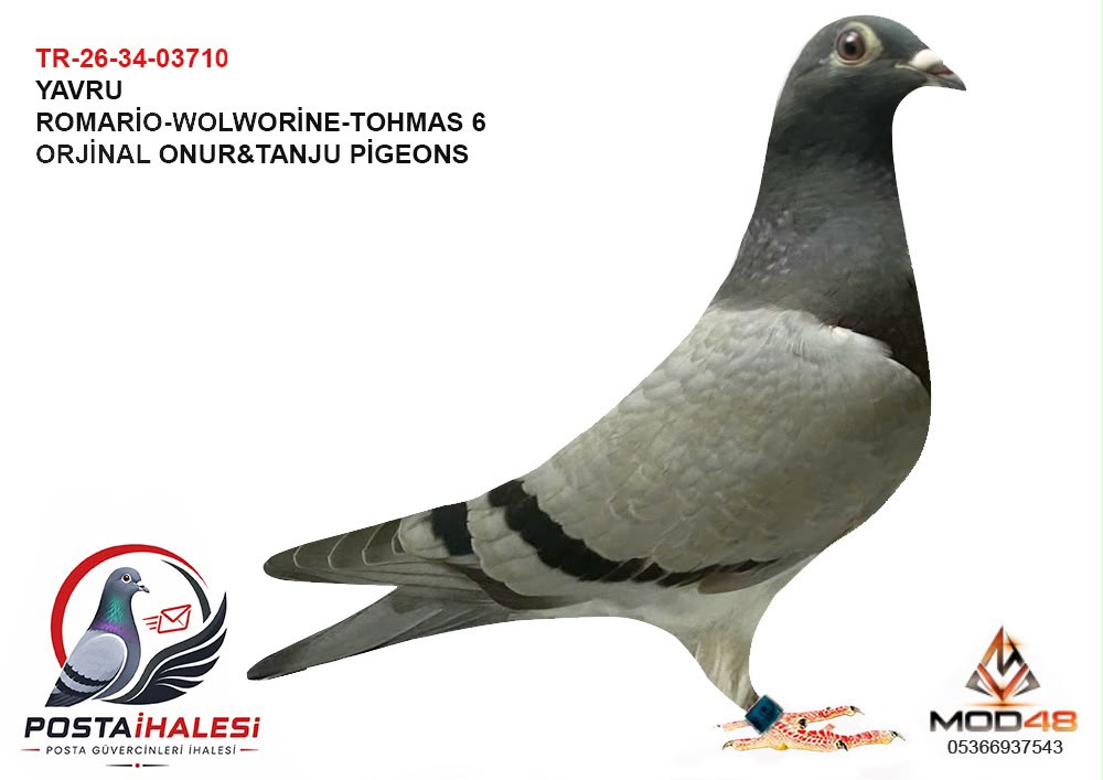 TR-26-34-03710 ROMARİO WOLWORİNE THOMAS 6