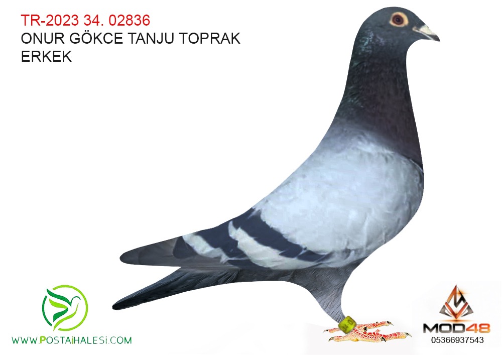 TR-2023-34-02836 HİKMET YILMAZ GOLDEN PRENCE PITBUL KİTTEL KARDESİ 240 KM 10 CUSU