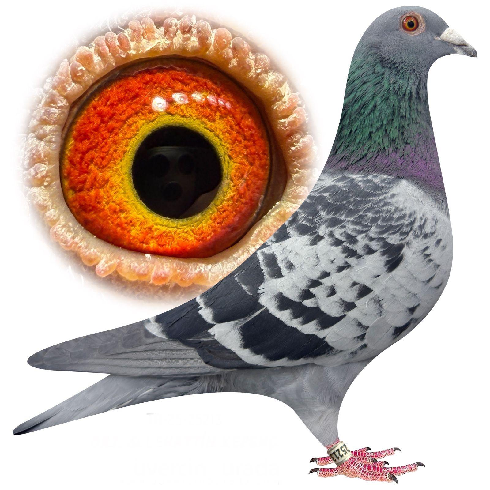 TR-25-34-25213 GLADYATÖR