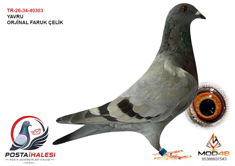 TR-26-34-40303 FARUK ÇELİK