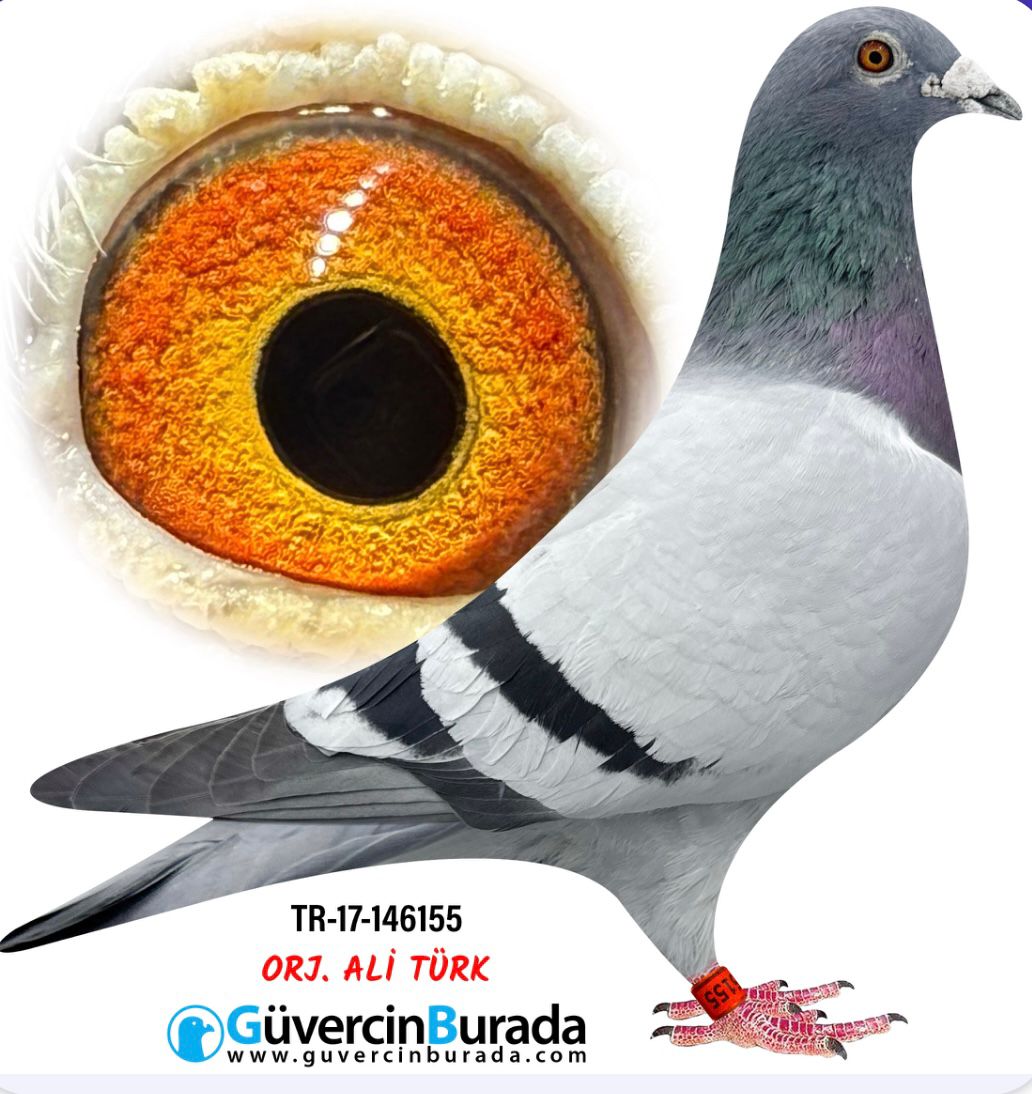 TR-17-146155 BİBİ STEFANASCU-GABY-JANSEN-DKLAK