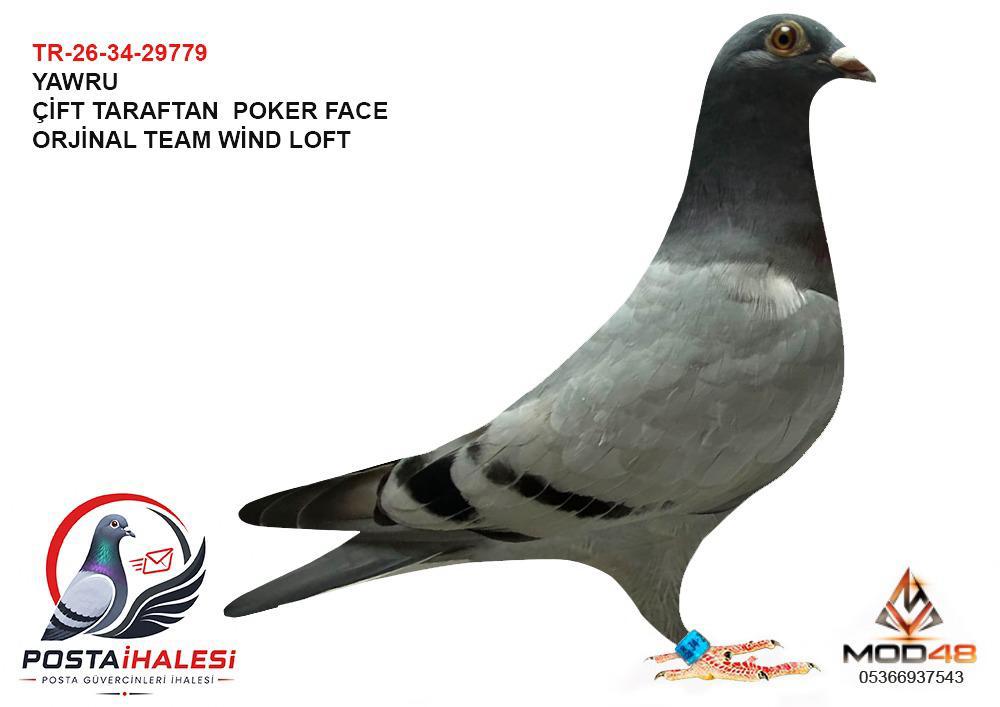 TR-26-34-29779 TEAM WİND LOFT INBREED DRAPPA POKER FACE