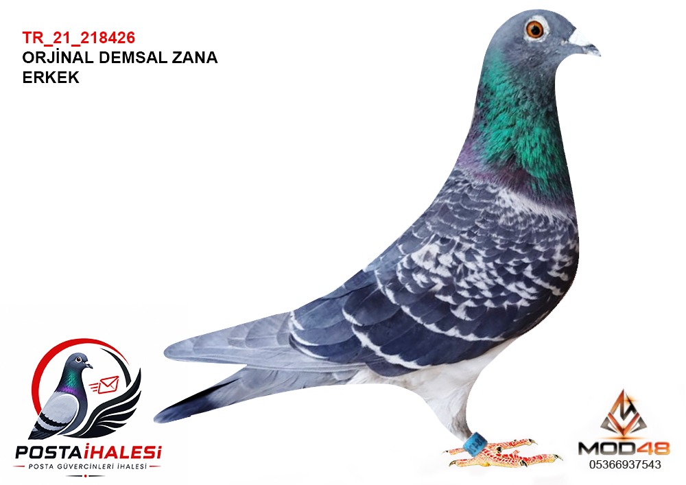 TR-21-218426 DEMSAL ZANA