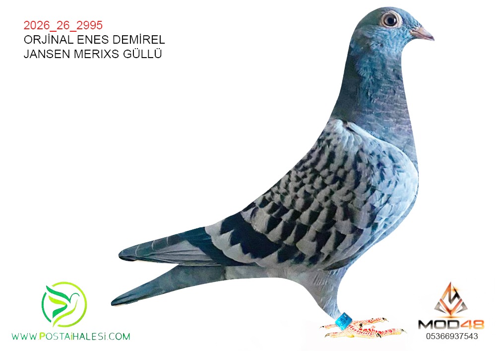2026-26-2995 JANSEN MERİX GÜLLÜ