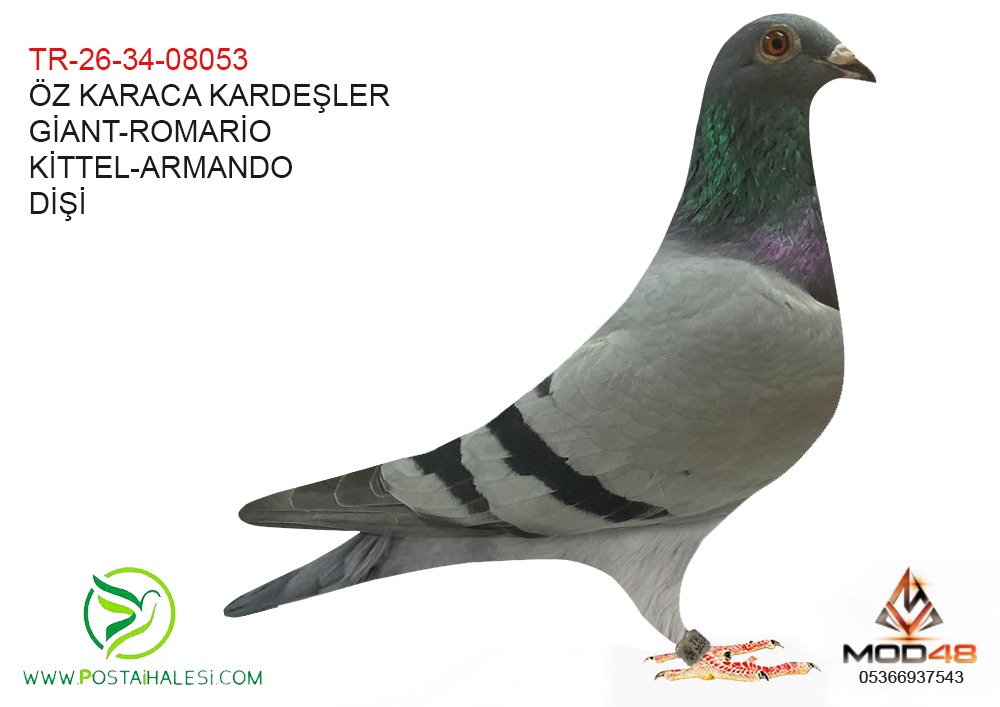 TR-26-34-08053 GİANT-ROMARİO-KİTTEL ARMANDO
