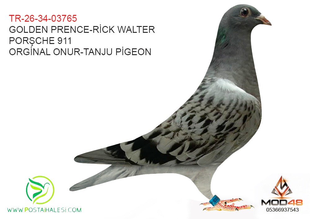 TR-26-34-03765 GOLDEN PRENCE-RİCK WALTER-PORŞCHE 911