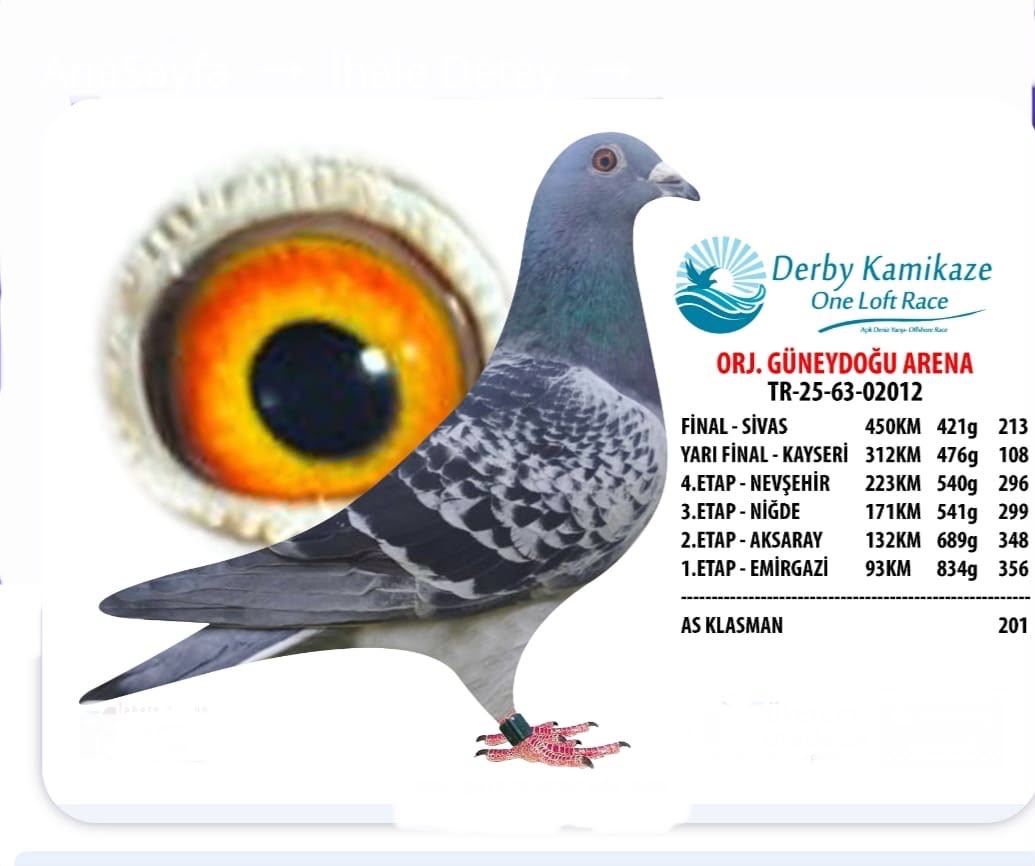 TR-25-63-02012 FETİ GÖKER ARDEN KOOPMAN 450 KM  213 CUSU