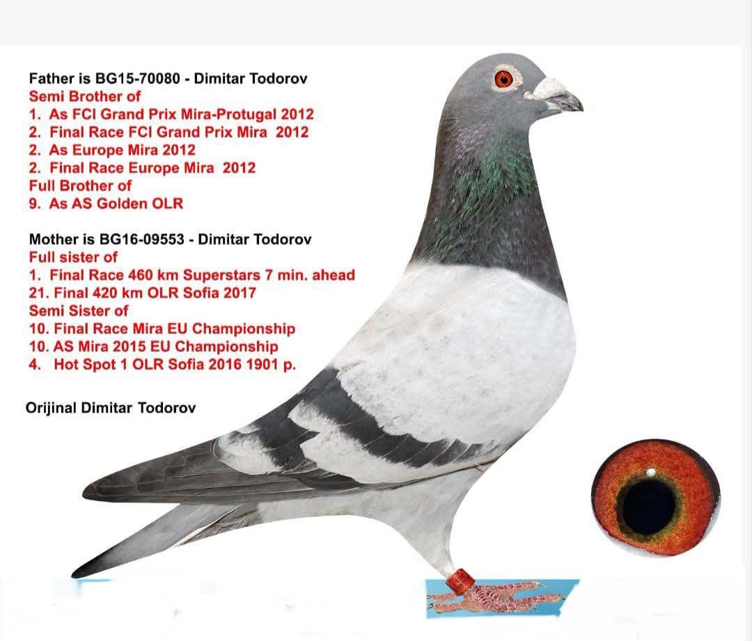 BG-17-77053 BREZERS TORUNU ANNEDEN KARDEŞİ SUPER STRADA FİNAL SAMPİYONU