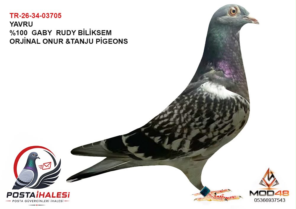 TR-26-34-03705% 100 GABY RUDY BLİKSEM