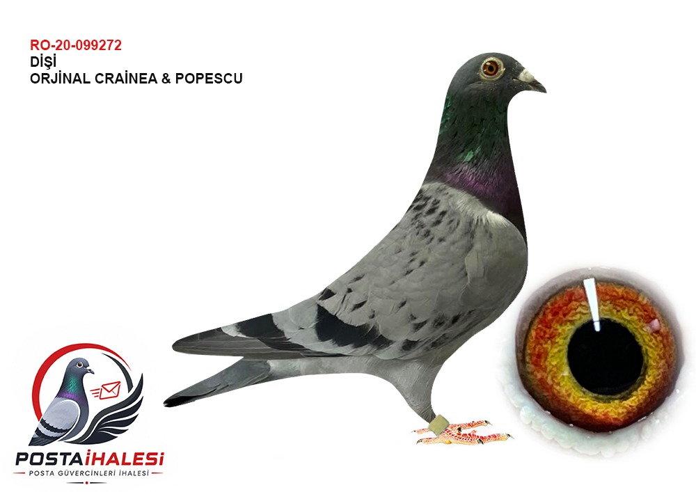 RO20-099272 GİANT TORUNU